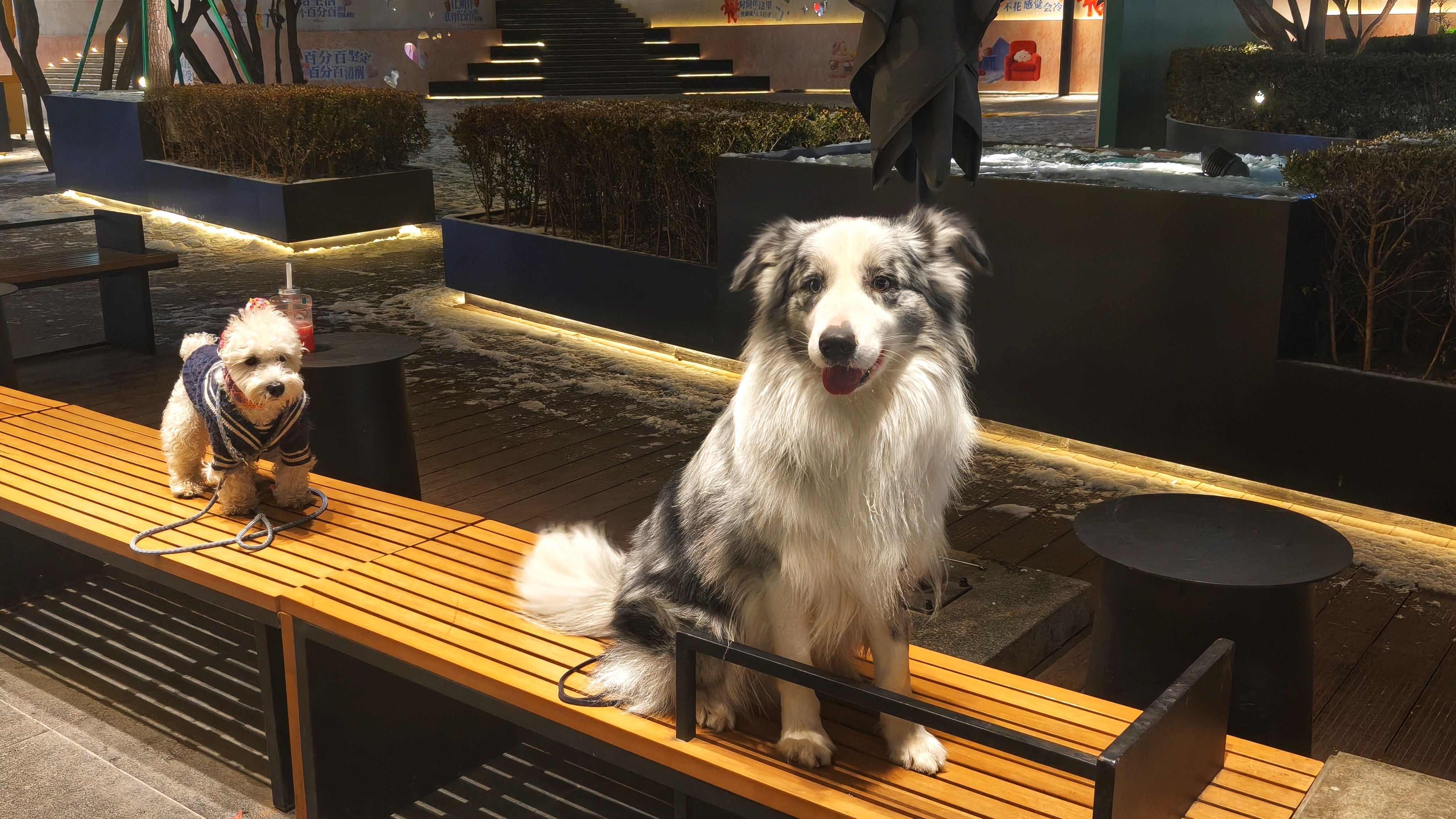 我的生活周记39-稳步前行，创造日常微光